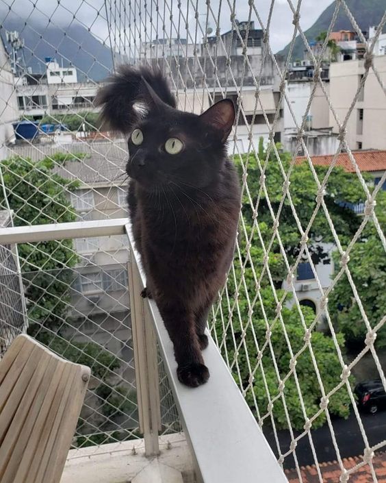 Kedi Balkon Filesi