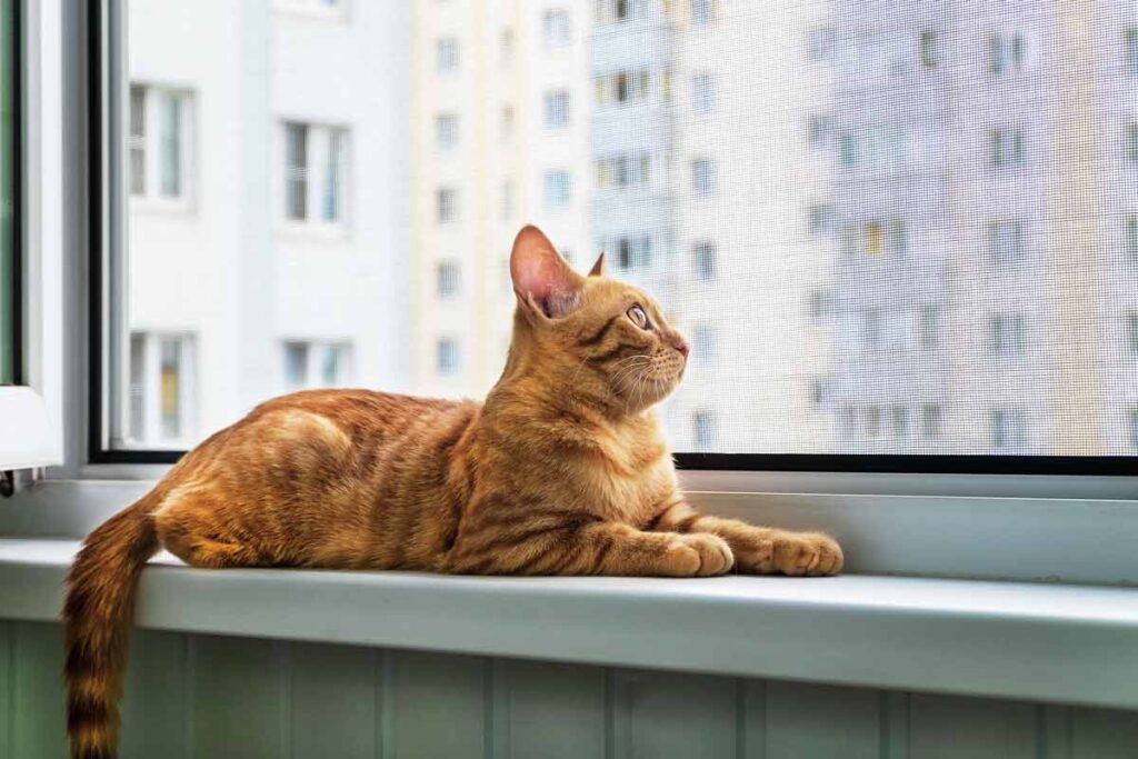Kedi Filesi Çankaya