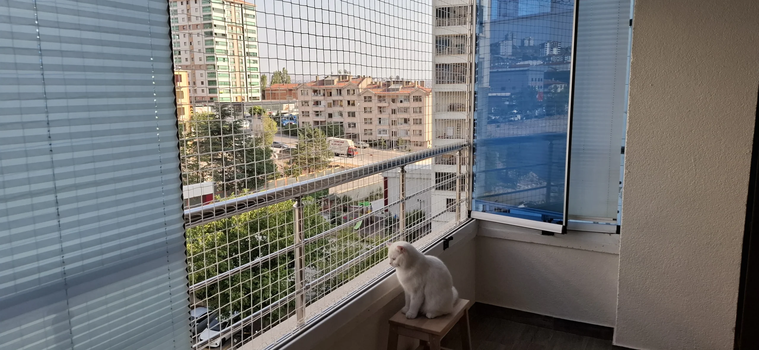 Çankaya Kedi Sinekliği