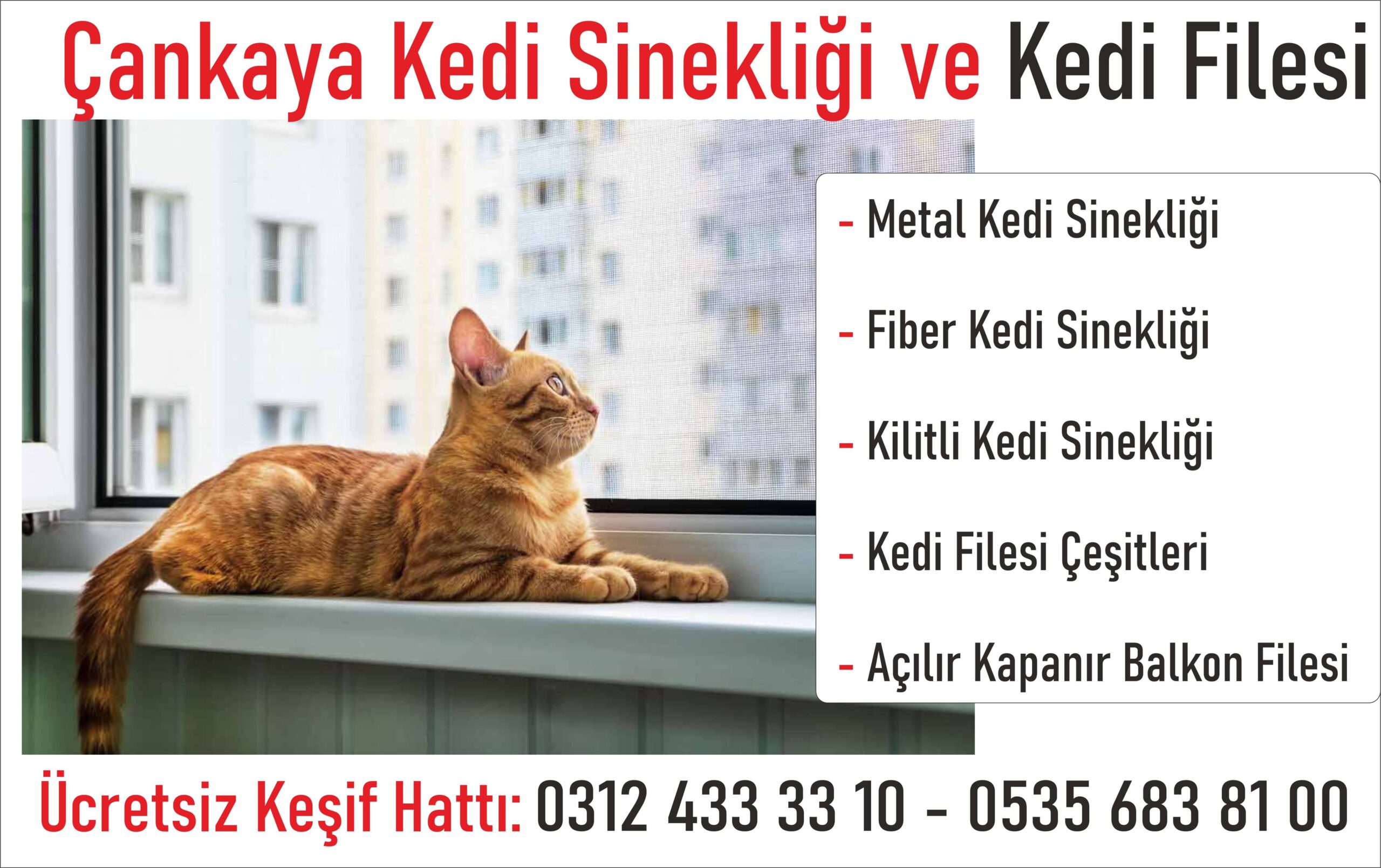 Cebeci'de Kedi Sinekliği