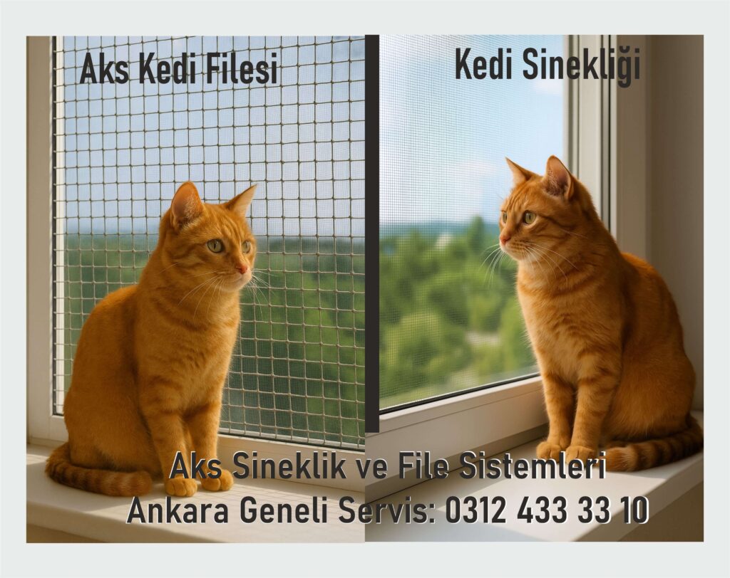 ankara kedi sinekliği